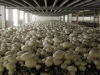 button_mushroom31